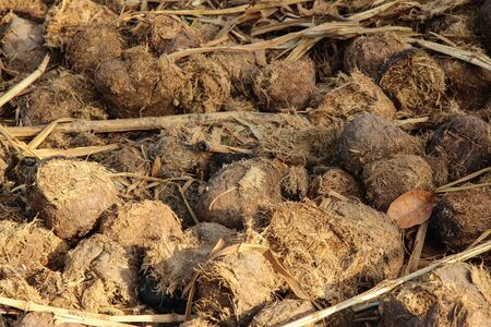 elephant dungの写真素材