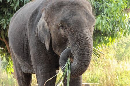 Elephant, Elephant Village  Surin Thailandの写真素材