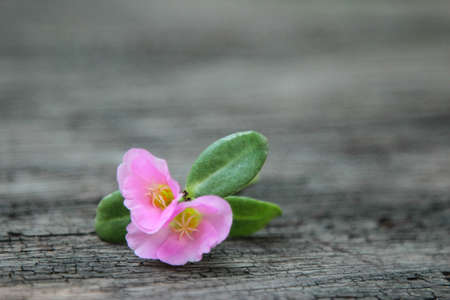 Pink flowers on wood background