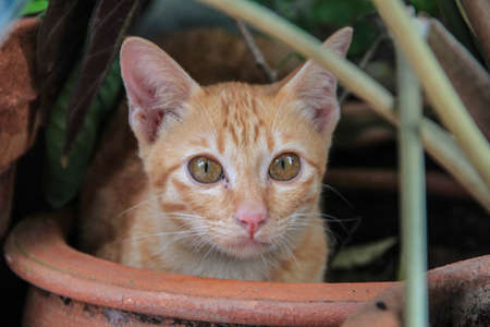 Yellow tiger striped cat hide in flower pot