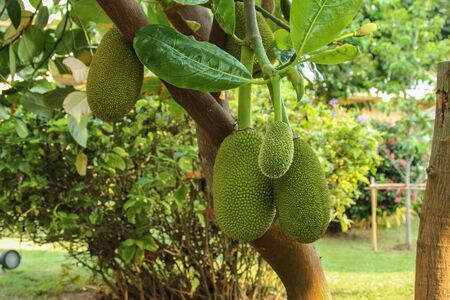 Jackfruit Tree and young Jackfruit