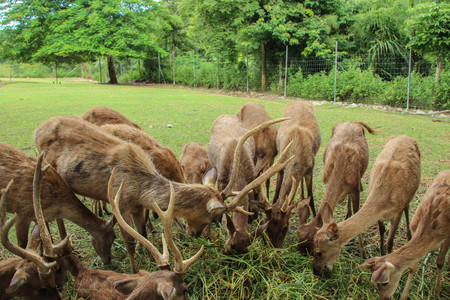 Rusa eating grass in deer farmの写真素材