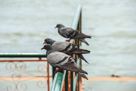 Three Rock pigeon perch on iron bar at the pierの写真素材