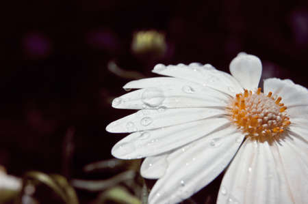 Summer Flowersの写真素材