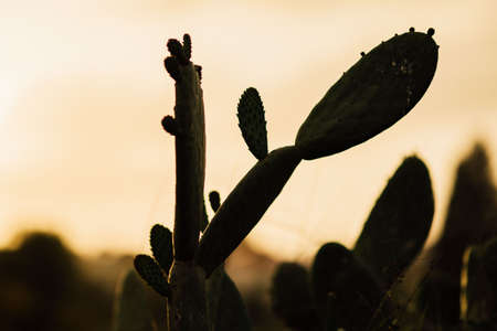 cactus in a pot or in the nature