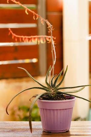 cactus in a pot or in the natureの写真素材