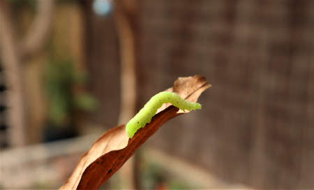 Green caterpillar on a brown leaf in the garden at daytime.の写真素材