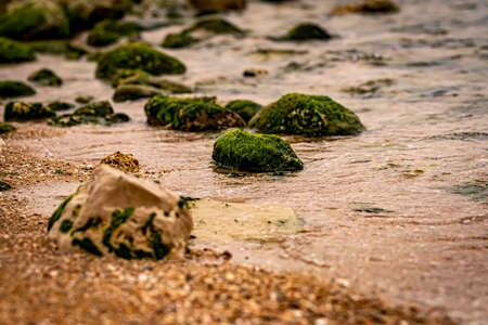 rocks with moss,  rocks with algae
low tide  on the Mediterranean sea