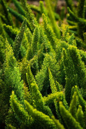 Close-up of a green coniferous tree in the garden