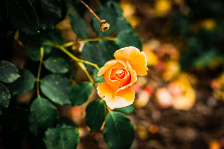 Beautiful orange rose in the garden on a background of green leavesの写真素材