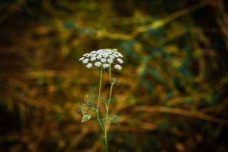 A closeup shot of a white yarrow flower with blurred background