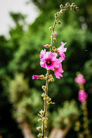 Pink hollyhock flowers blooming in the summer garden.