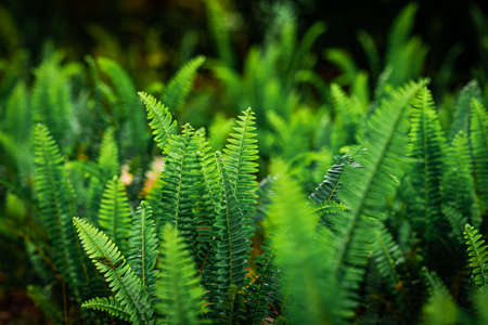 Green fern leaves in the forest. Nature background. Selective focus.