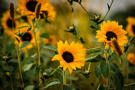 Sunflowers blooming in the field on a summer day.