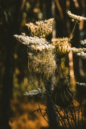 Dry plants in the autumn forest. Selective focus. Nature.の写真素材