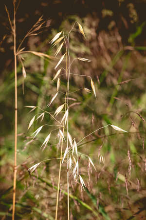 A closeup shot of dry grass in the field with blurred backgroundの写真素材