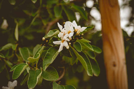 Close-up of white flowers on the branches of a pear tree.