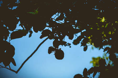 Silhouette of a tree in the garden. Selective focus.の写真素材