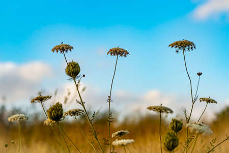 A closeup shot of a grassy plant under a blue skyの写真素材