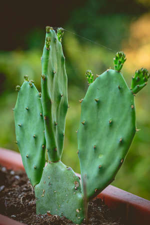 Cactuses in a pot on a background of green leaves.の写真素材