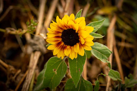 Beautiful sunflower on a background of dry grass. Selective focus.の写真素材