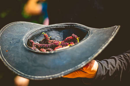 Close-up of a black hat on a man's hand holding a lot of mulberry.の写真素材