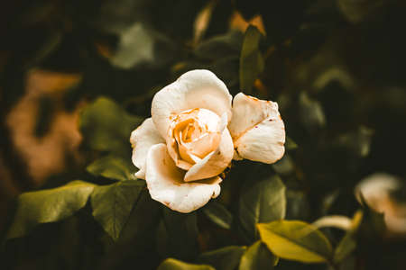 White rose flower in the garden. Close-up. Nature background.の写真素材
