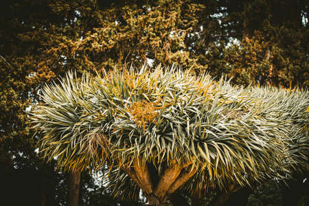 Tropical palm tree in the forest. Beautiful exotic plant.の写真素材