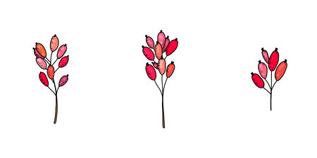 Hand-drawn graphic vector set of twigs with berries barberry, cranberry, cranberryのイラスト素材