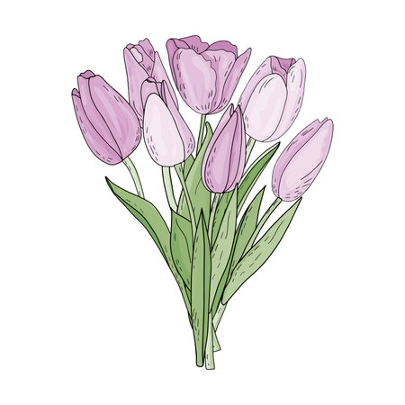 Hand drawn vector isolated bouquet of pink tulips with leaves in doodle styleのイラスト素材