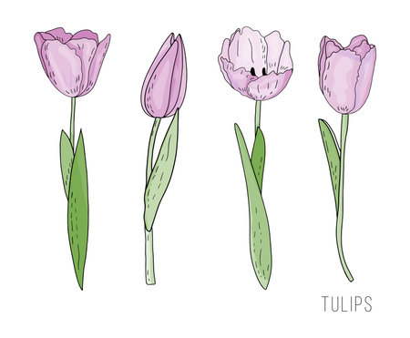 Hand drawn vector isolated set of pink tulips with leaves in doodle styleのイラスト素材