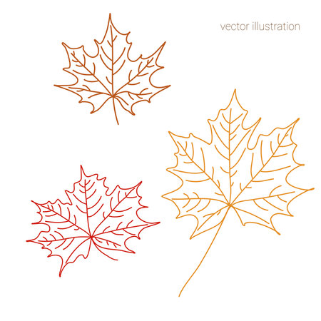 Vector set of hand drawn fall leave of maple in graphicsのイラスト素材
