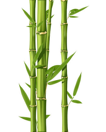 Green Bamboo stems isolated on the white backgroundのイラスト素材