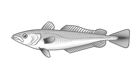 Cape hake sketch, hand drawn fish, hake seafood menu, fish in engraved style, vectorのイラスト素材