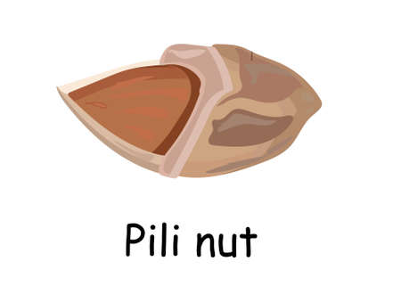 Hawaiian Pili nut. Exotic products. Walnut pili. Vector illustration isolated on white background. Useful vegan food. Nuts are goodのイラスト素材