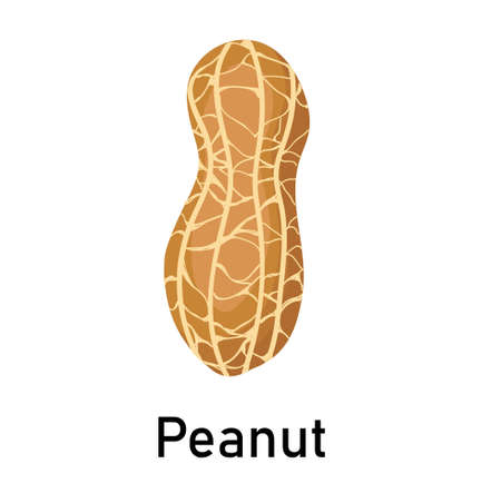 Peanuts. Vector illustration isolated on white background. Useful vegan food. Nuts are goodのイラスト素材