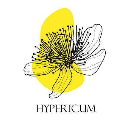 celandine flower on a white background. Medicinal plantsのイラスト素材