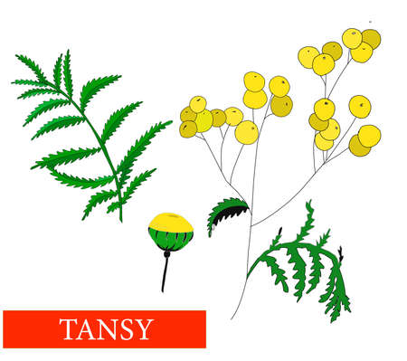 Tansy flower. Medicinal plants. Tansy. Wildflowers. Isolated on white vector illustrationのイラスト素材