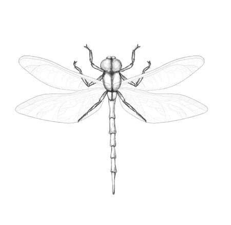 dragonfly on a white background. Pencil drawing dragonfly. Winged insectの写真素材