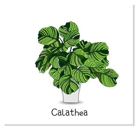 Calathea. Indoor potted plant isolated on white background. Home flowers clipartのイラスト素材