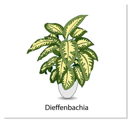 Dieffenbachia. Indoor potted plant isolated on white background. Home flowers clipartのイラスト素材