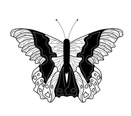 Butterfly coloring book. Linear drawing of a butterfly.のイラスト素材