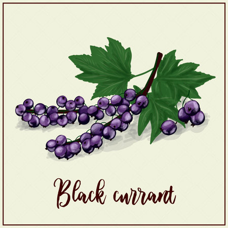 Card with berries. Black Currant. Drawn black currant. vector illustration. farm berry farm. exotic berriesのイラスト素材