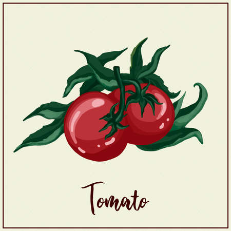 Card with vegetables. tomato. Drawn red tomatoes. vector illustration. farming. green house vegetablesのイラスト素材