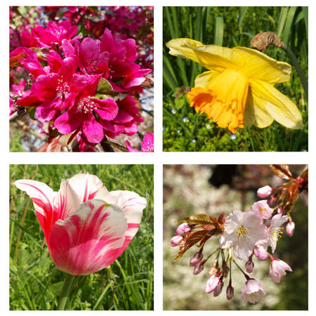 Spring flowers collageの写真素材