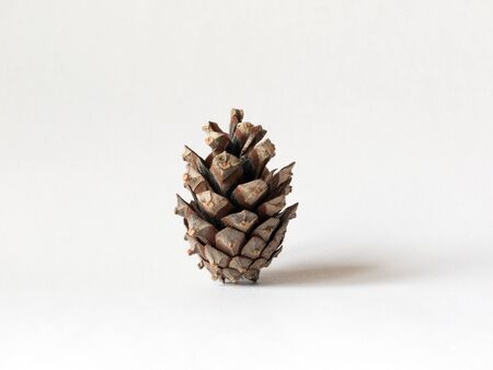 Pine cone against white backgroundの写真素材