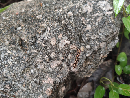 A close up of a millipede crawling on a rock.の写真素材