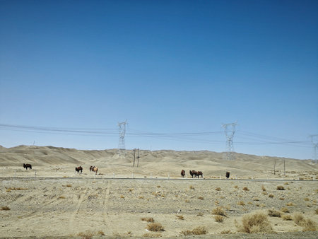A herd of horses grazing in the middle of the desertの写真素材