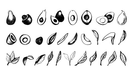 Hand drawn vector avocado fruit and leaves setのイラスト素材