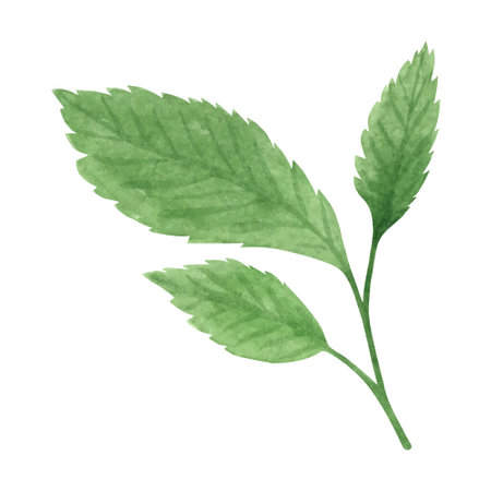 Green roses leaves watercolor clipart. Illustration of summer greenery.のイラスト素材